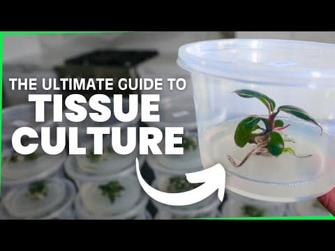 La Guía Definitiva sobre Cultivo de Tejidos - TODO lo que Necesitas para Comenzar (2025)